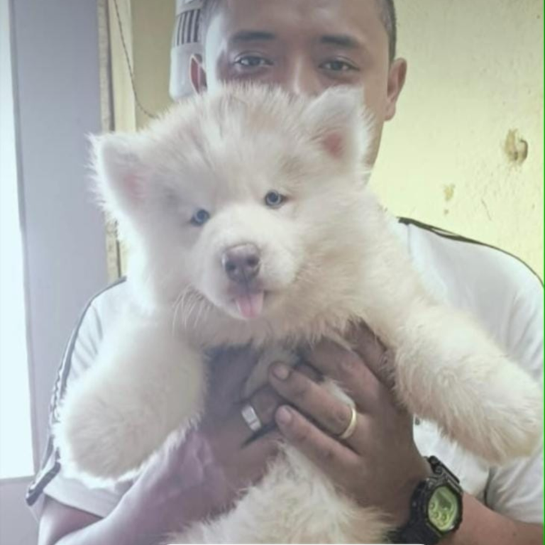 Pet 4 Dog  Happy Clients (10)